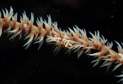 Pontonides ankeri