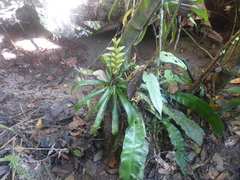 Tillandsia heliconioides