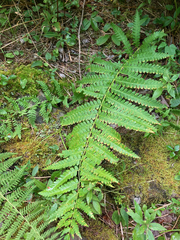 Osmunda claytoniana