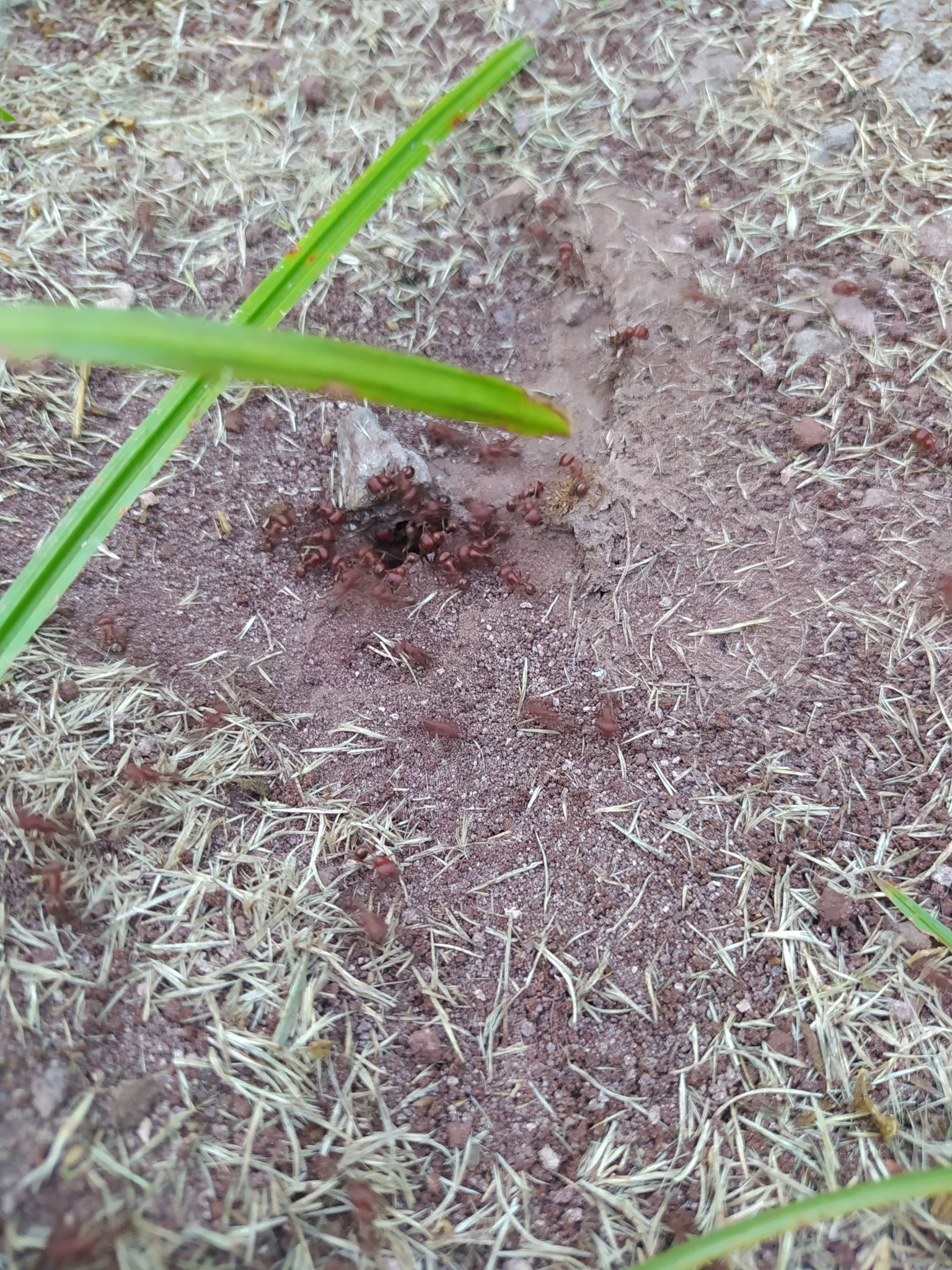 Pogonomyrmex wheeleri