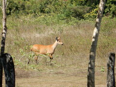 Blastocerus dichotomus