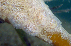 Corambe pacifica