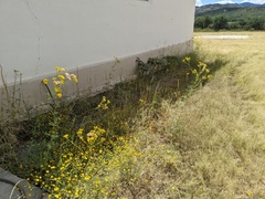 Hymenothrix wislizeni