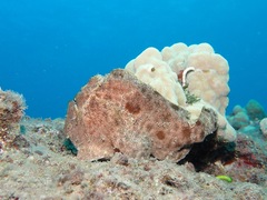Antennarius commerson