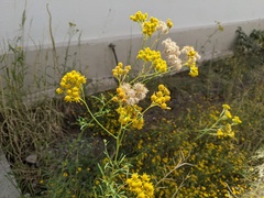 Hymenothrix wislizeni