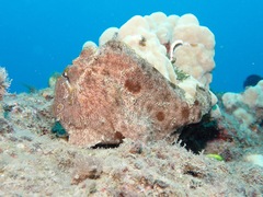 Antennarius commerson