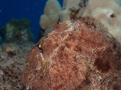 Antennarius commerson