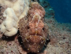 Antennarius commerson