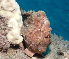Antennarius commerson