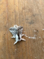 Tolype velleda