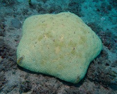 Culcita novaeguineae