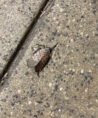 Lycorma delicatula