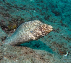 Gymnothorax meleagris