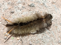 Halysidota
