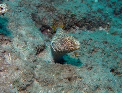 Gymnothorax meleagris
