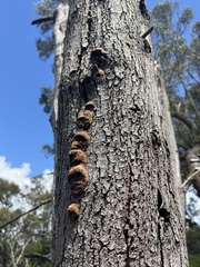 Hexagonia vesparia
