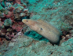 Gymnothorax meleagris