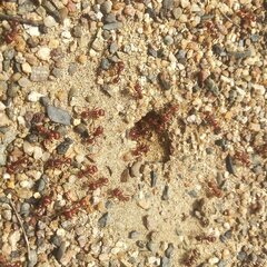 Pogonomyrmex barbatus