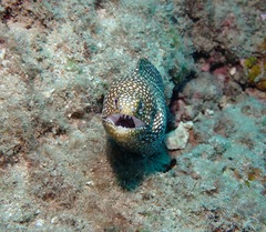 Gymnothorax meleagris