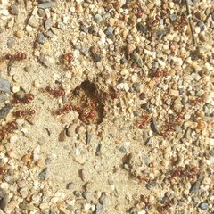 Pogonomyrmex barbatus