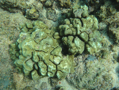 Porites lobata