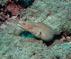 Gymnothorax meleagris