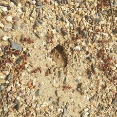 Pogonomyrmex barbatus