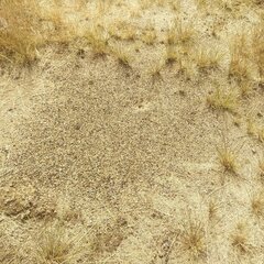 Pogonomyrmex barbatus