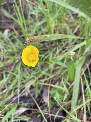 Ranunculus lappaceus