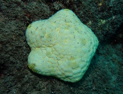 Culcita novaeguineae