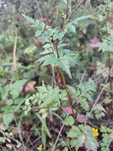 Image of Bidens bigelovii by (c) Mauricio Calderón, some rights reserved (CC BY)