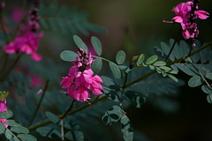 Indigofera australis australis