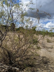 Chilopsis linearis arcuata