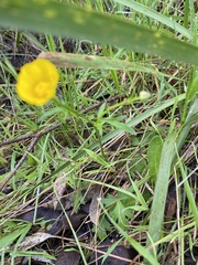 Ranunculus lappaceus