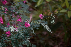 Indigofera australis australis