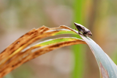 Lepyronia quadrangularis