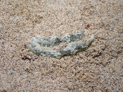 Plakobranchus ocellatus