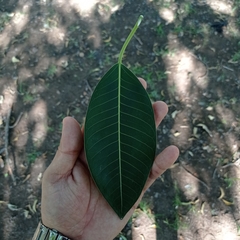Ficus insipida