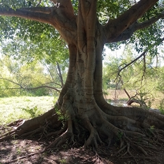 Ficus insipida