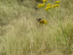 Junonia grisea