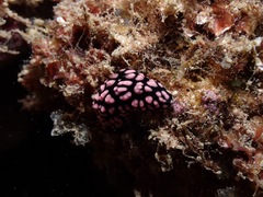 Phyllidiella