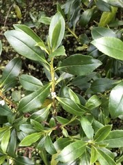 Myoporum