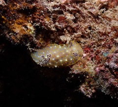 Halgerda terramtuentis