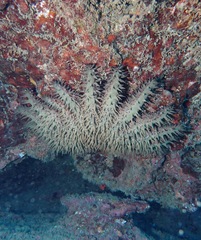Acanthaster