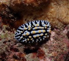 Phyllidia varicosa