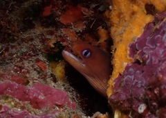 Gymnothorax melatremus