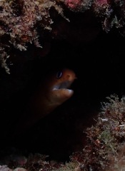 Gymnothorax melatremus