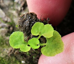 Asplenium ruta-muraria