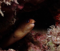Gymnothorax melatremus