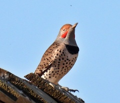 Colaptes auratus cafer